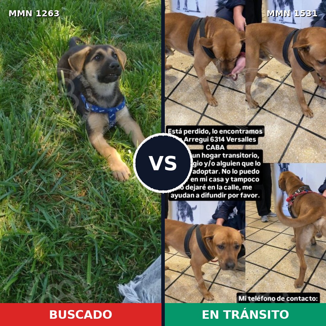 Comparativa MMS 29766: mascota perdida y mascota encontrada, 26% de similitud