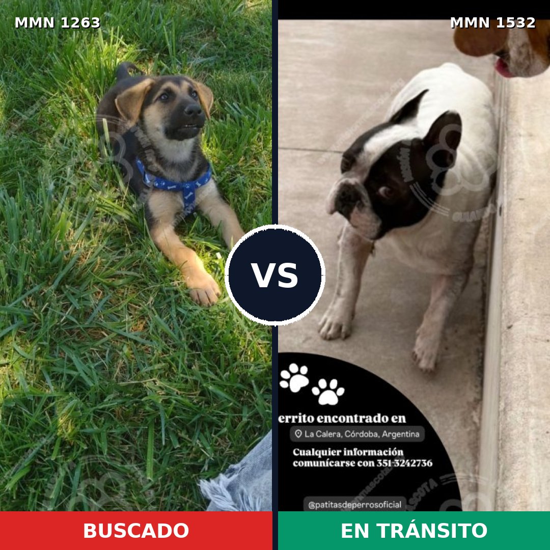 Comparativa MMS 29767: mascota perdida y mascota encontrada, 36% de similitud