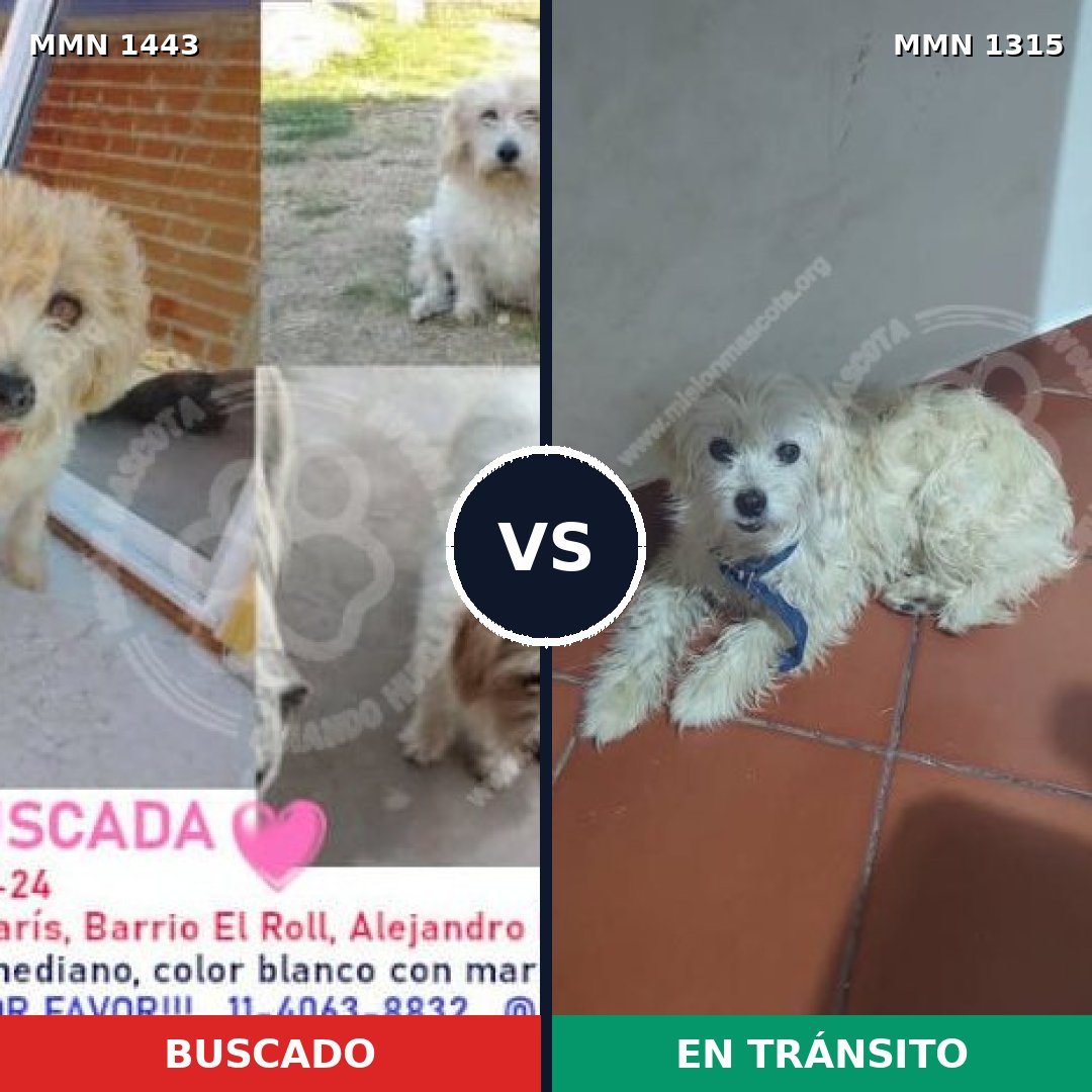 Comparativa MMS 29769: mascota perdida y mascota encontrada, 62% de similitud