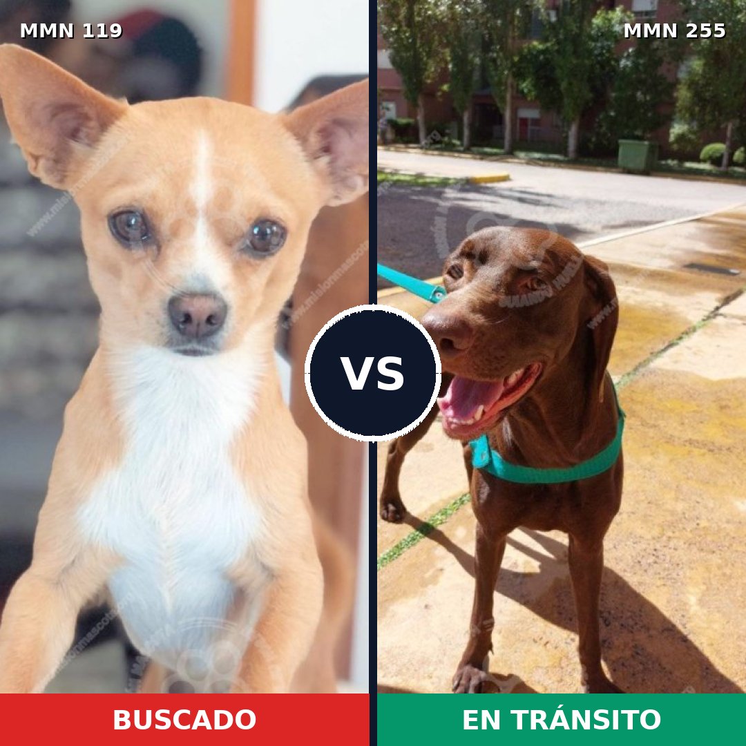Comparativa MMS 2977: mascota perdida y mascota encontrada, 8% de similitud