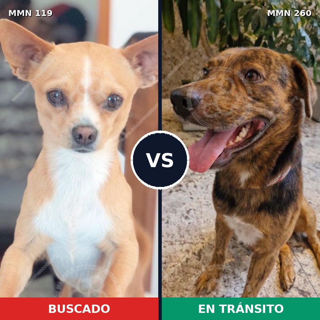 Comparativa MMS 2978: mascota perdida y mascota encontrada, 12% de similitud