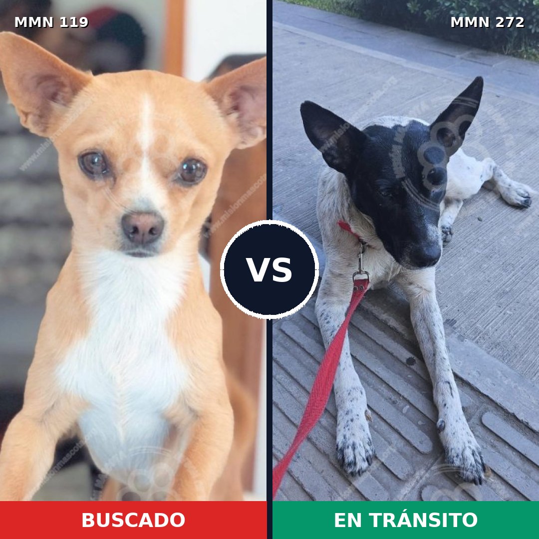 Comparativa MMS 2979: mascota perdida y mascota encontrada, 27% de similitud