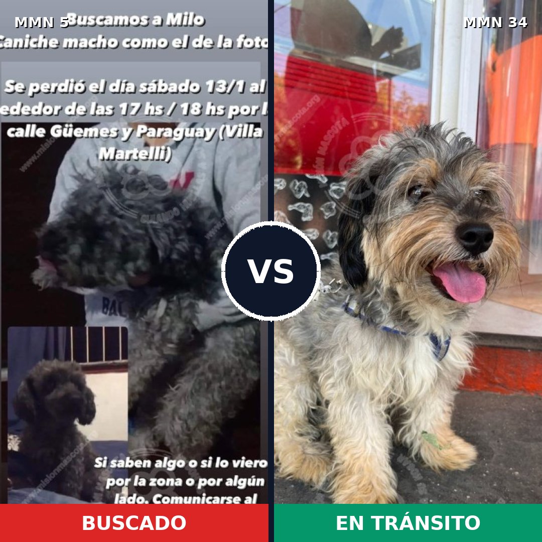 Comparativa MMS 298: mascota perdida y mascota encontrada, 45% de similitud