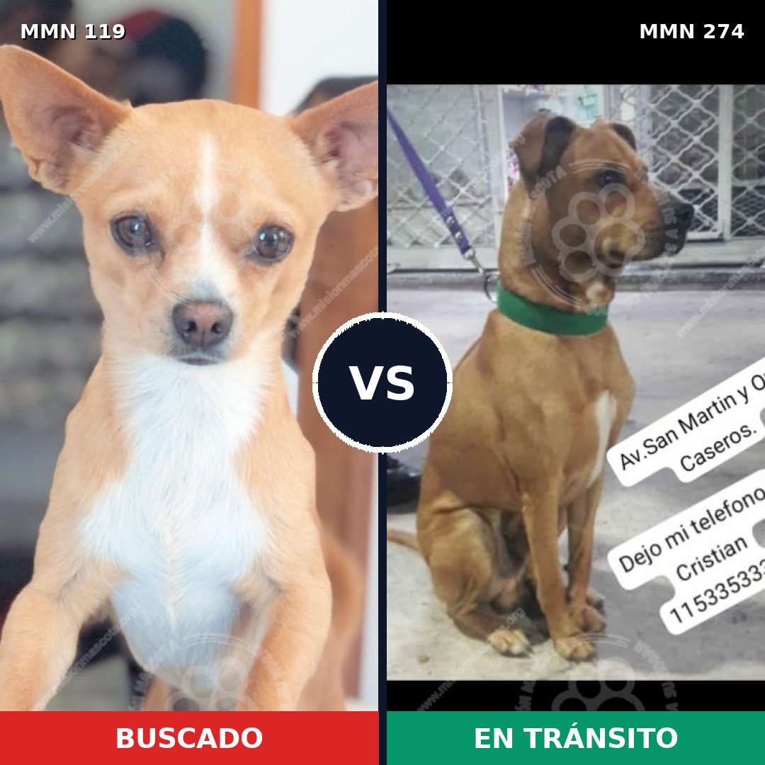 Comparativa MMS 2980: mascota perdida y mascota encontrada, 47% de similitud