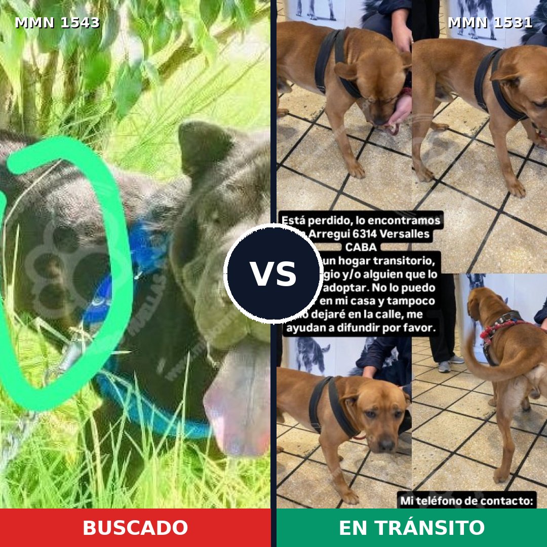 Comparativa MMS 29811: mascota perdida y mascota encontrada, 42% de similitud