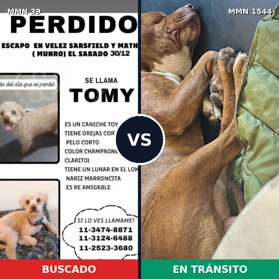 Comparativa MMS 29814: mascota perdida y mascota encontrada, 27% de similitud