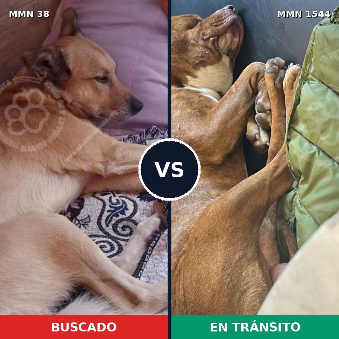 Comparativa MMS 29815: mascota perdida y mascota encontrada, 39% de similitud