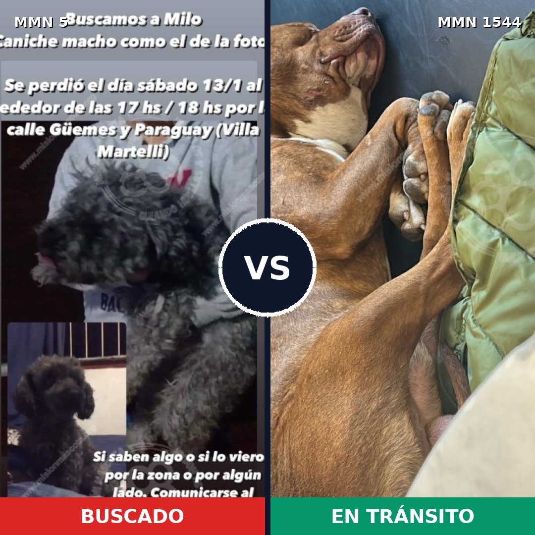 Comparativa MMS 29817: mascota perdida y mascota encontrada, 28% de similitud