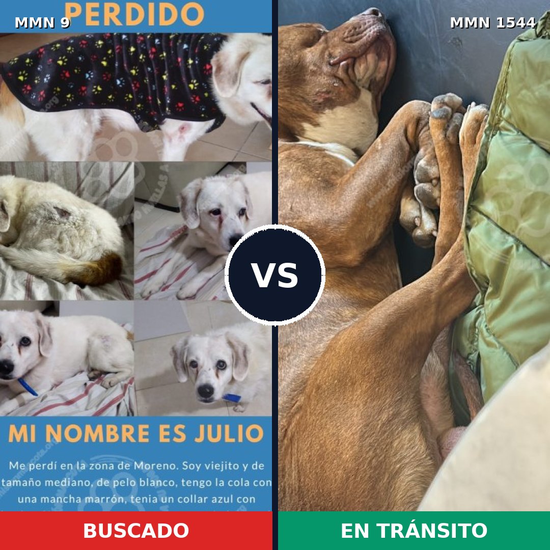 Comparativa MMS 29818: mascota perdida y mascota encontrada, 36% de similitud