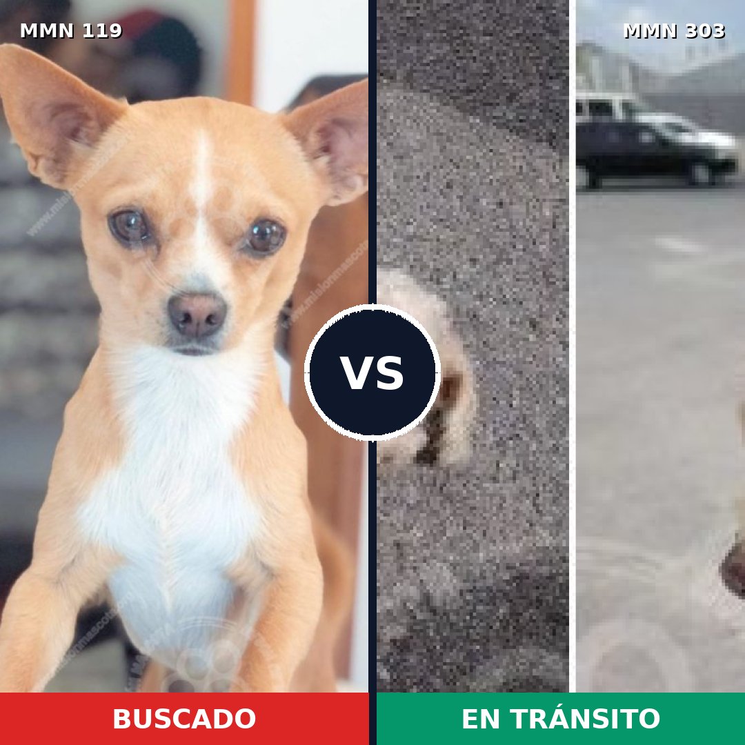 Comparativa MMS 2982: mascota perdida y mascota encontrada, 70% de similitud