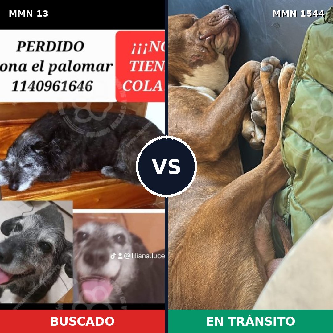 Comparativa MMS 29820: mascota perdida y mascota encontrada, 31% de similitud