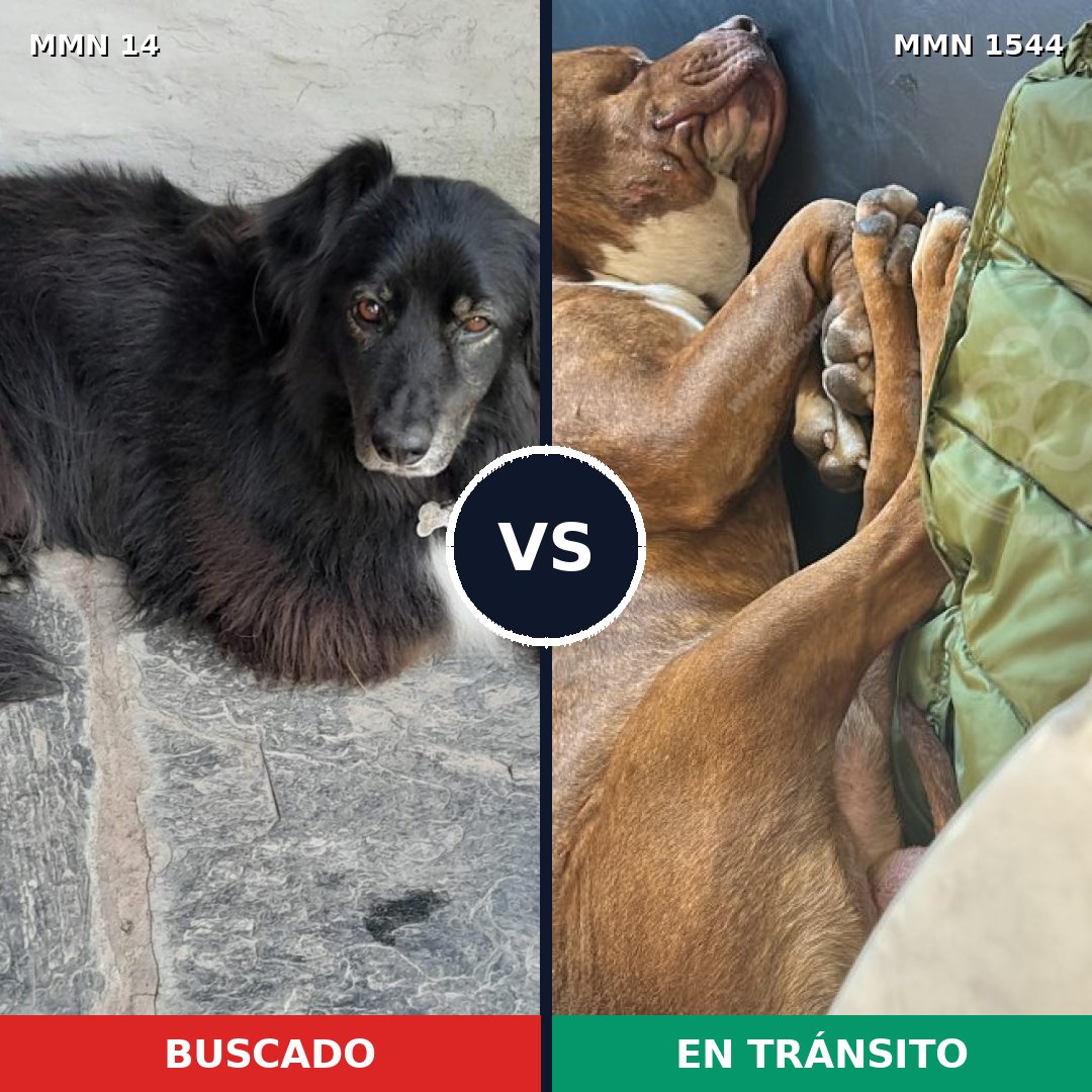 Comparativa MMS 29821: mascota perdida y mascota encontrada, 50% de similitud