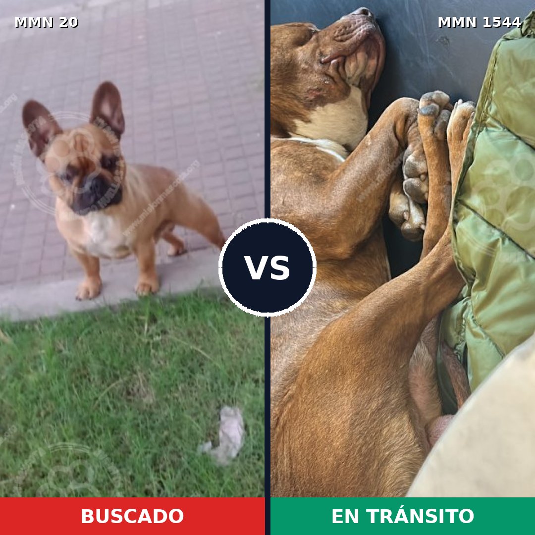 Comparativa MMS 29822: mascota perdida y mascota encontrada, 33% de similitud