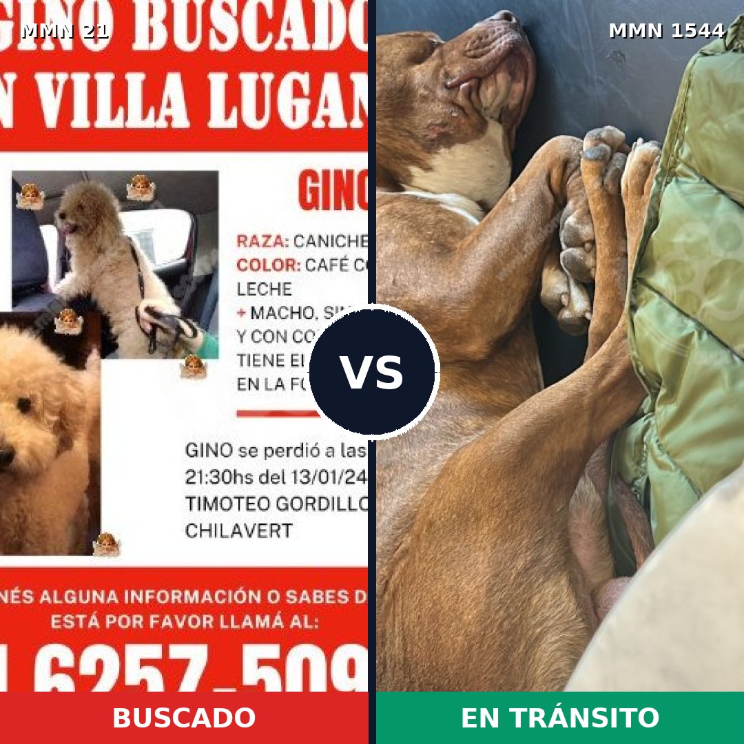 Comparativa MMS 29823: mascota perdida y mascota encontrada, 30% de similitud