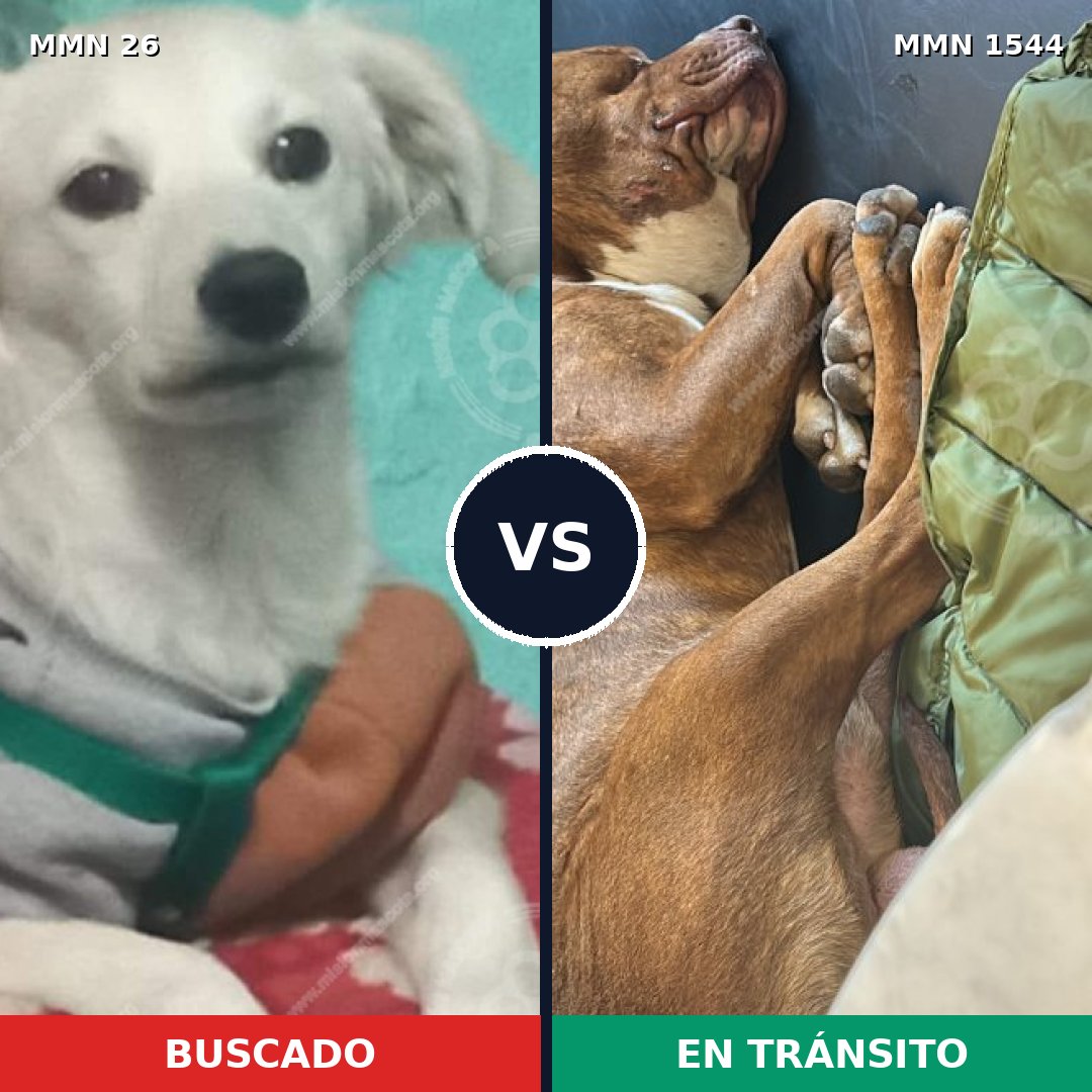 Comparativa MMS 29825: mascota perdida y mascota encontrada, 22% de similitud