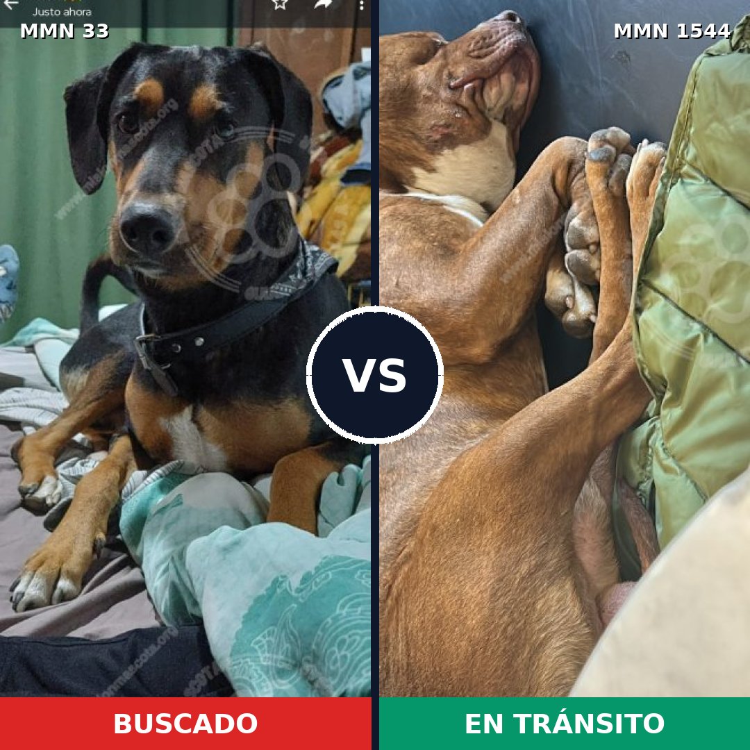Comparativa MMS 29826: mascota perdida y mascota encontrada, 43% de similitud