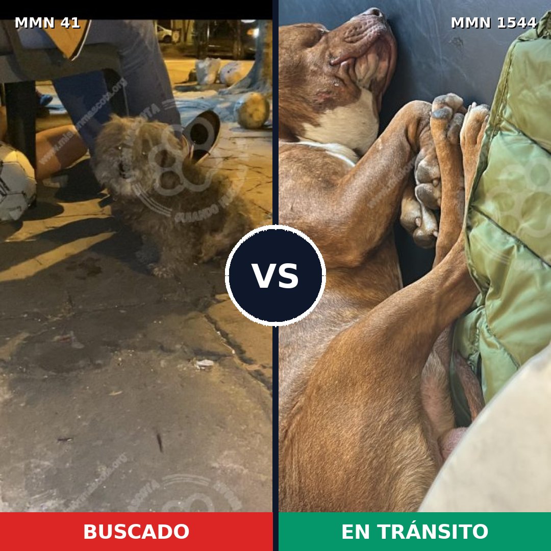 Comparativa MMS 29827: mascota perdida y mascota encontrada, 21% de similitud