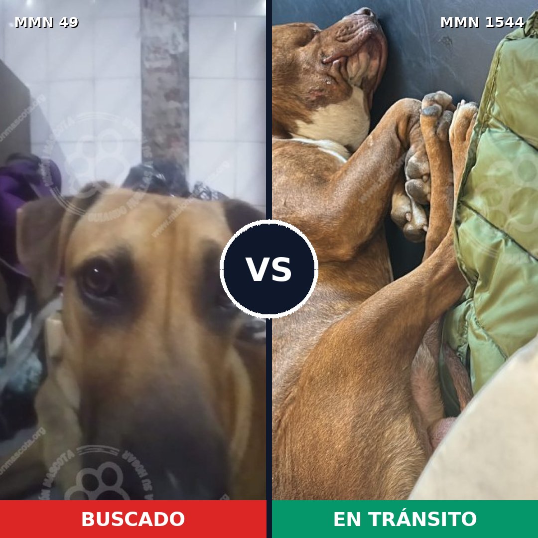 Comparativa MMS 29828: mascota perdida y mascota encontrada, 39% de similitud