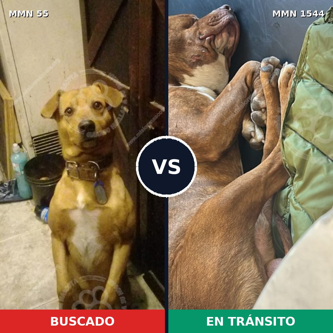 Comparativa MMS 29829: mascota perdida y mascota encontrada, 46% de similitud
