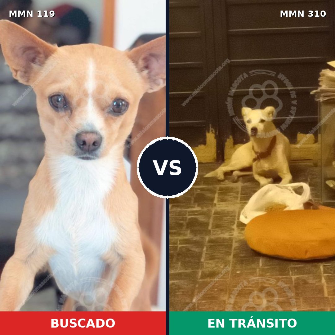 Comparativa MMS 2983: mascota perdida y mascota encontrada, 33% de similitud