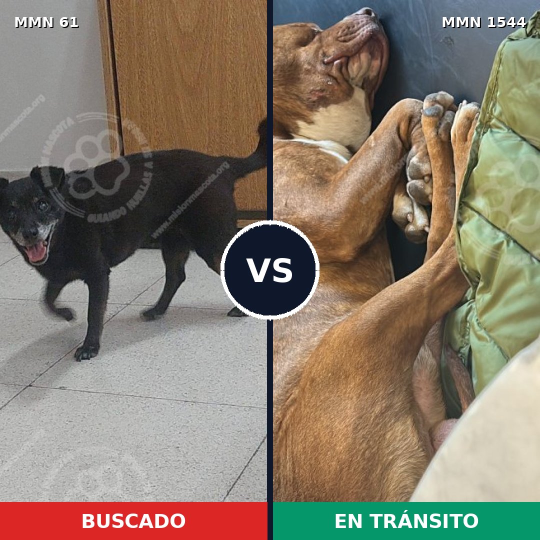 Comparativa MMS 29830: mascota perdida y mascota encontrada, 27% de similitud