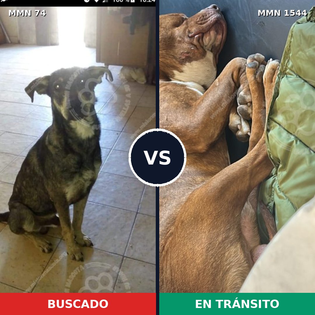 Comparativa MMS 29831: mascota perdida y mascota encontrada, 40% de similitud