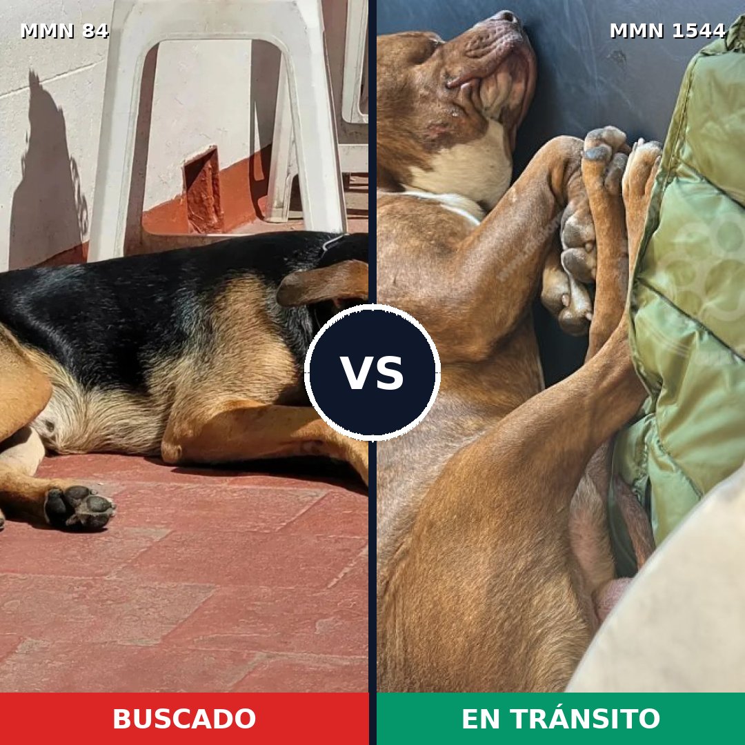 Comparativa MMS 29832: mascota perdida y mascota encontrada, 43% de similitud