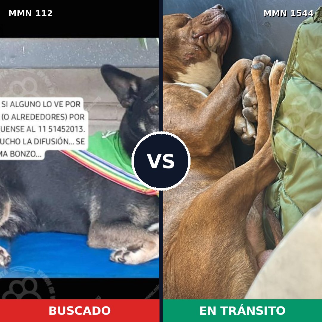 Comparativa MMS 29833: mascota perdida y mascota encontrada, 34% de similitud