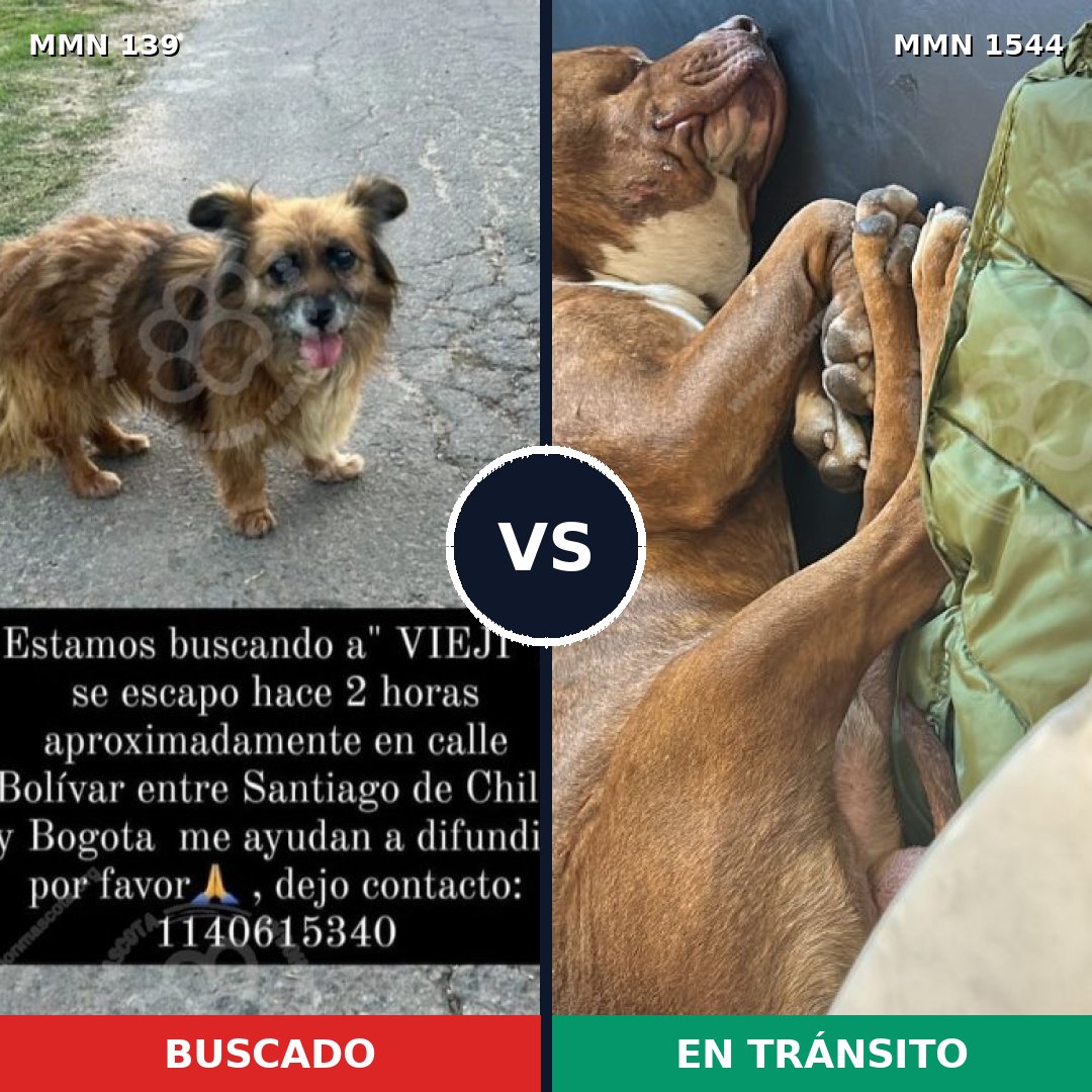 Comparativa MMS 29834: mascota perdida y mascota encontrada, 27% de similitud