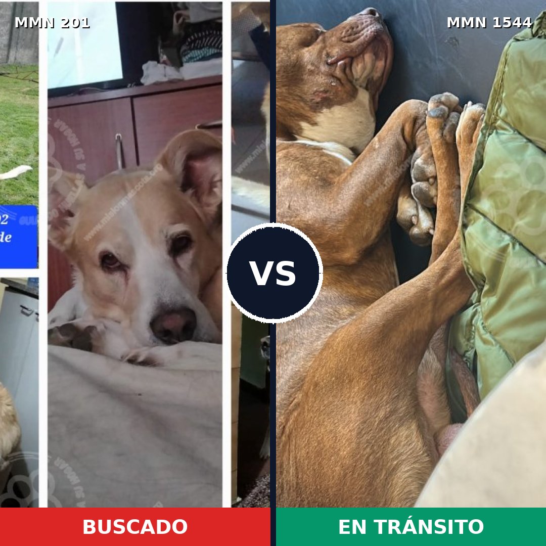 Comparativa MMS 29835: mascota perdida y mascota encontrada, 53% de similitud