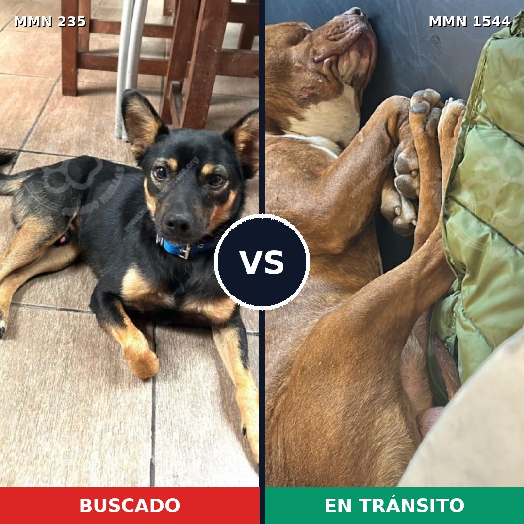Comparativa MMS 29836: mascota perdida y mascota encontrada, 21% de similitud