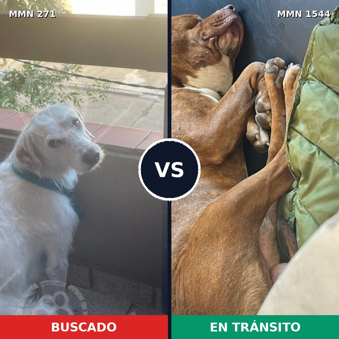 Comparativa MMS 29837: mascota perdida y mascota encontrada, 32% de similitud