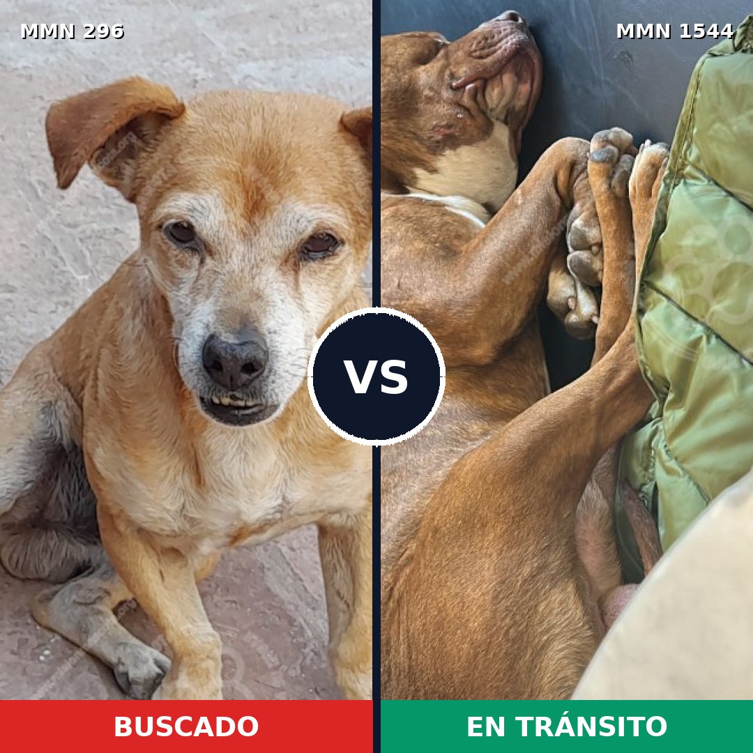 Comparativa MMS 29838: mascota perdida y mascota encontrada, 42% de similitud
