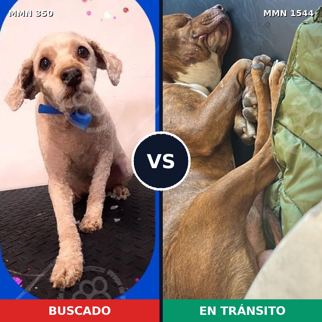 Comparativa MMS 29839: mascota perdida y mascota encontrada, 44% de similitud