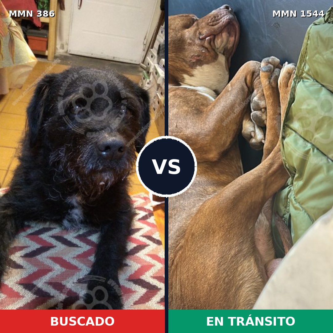 Comparativa MMS 29840: mascota perdida y mascota encontrada, 37% de similitud