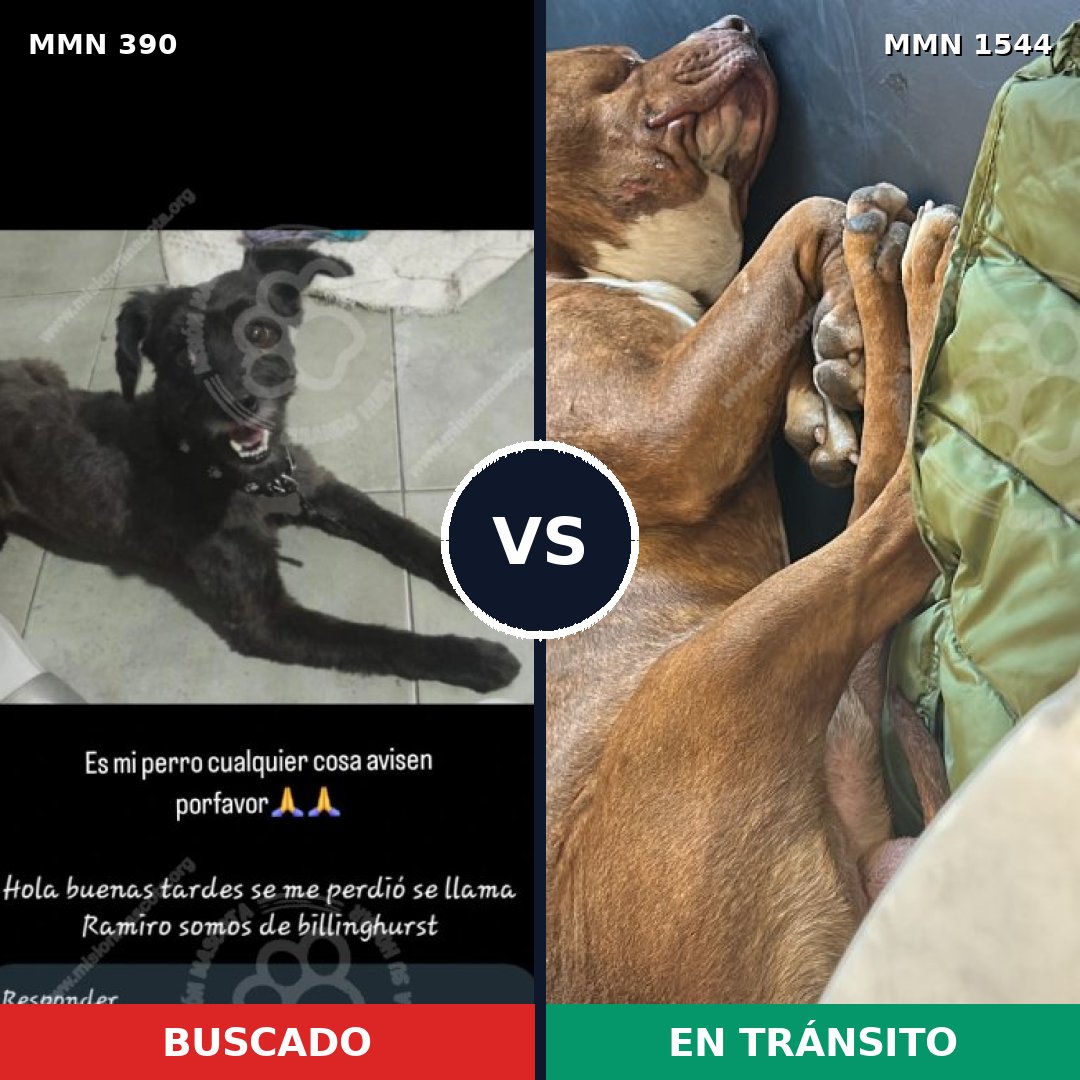 Comparativa MMS 29841: mascota perdida y mascota encontrada, 40% de similitud