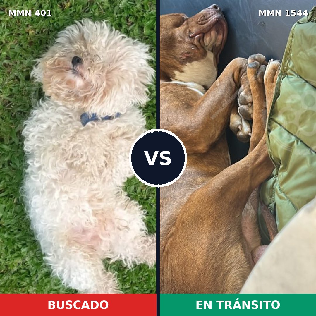 Comparativa MMS 29842: mascota perdida y mascota encontrada, 24% de similitud