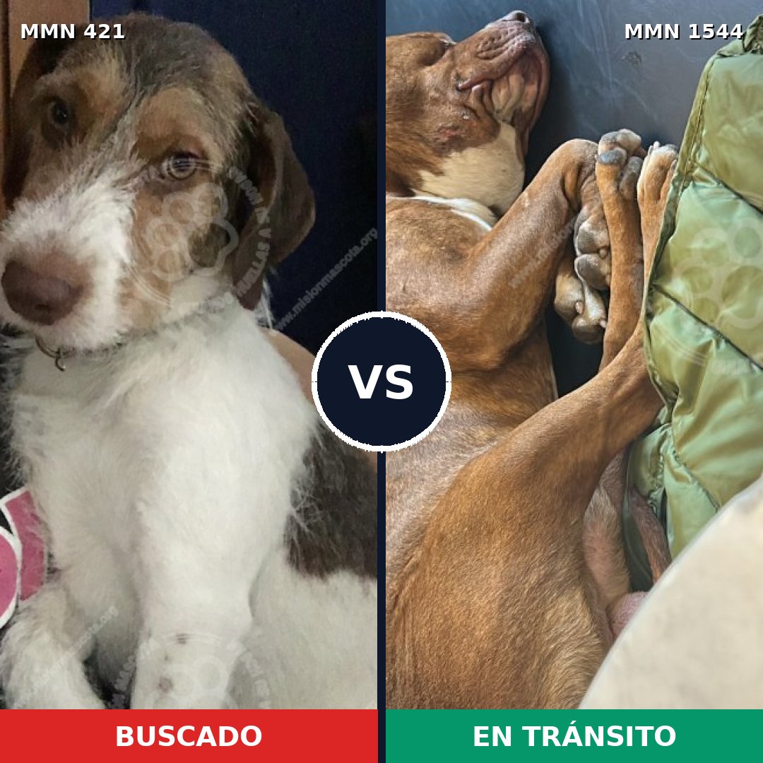 Comparativa MMS 29843: mascota perdida y mascota encontrada, 40% de similitud