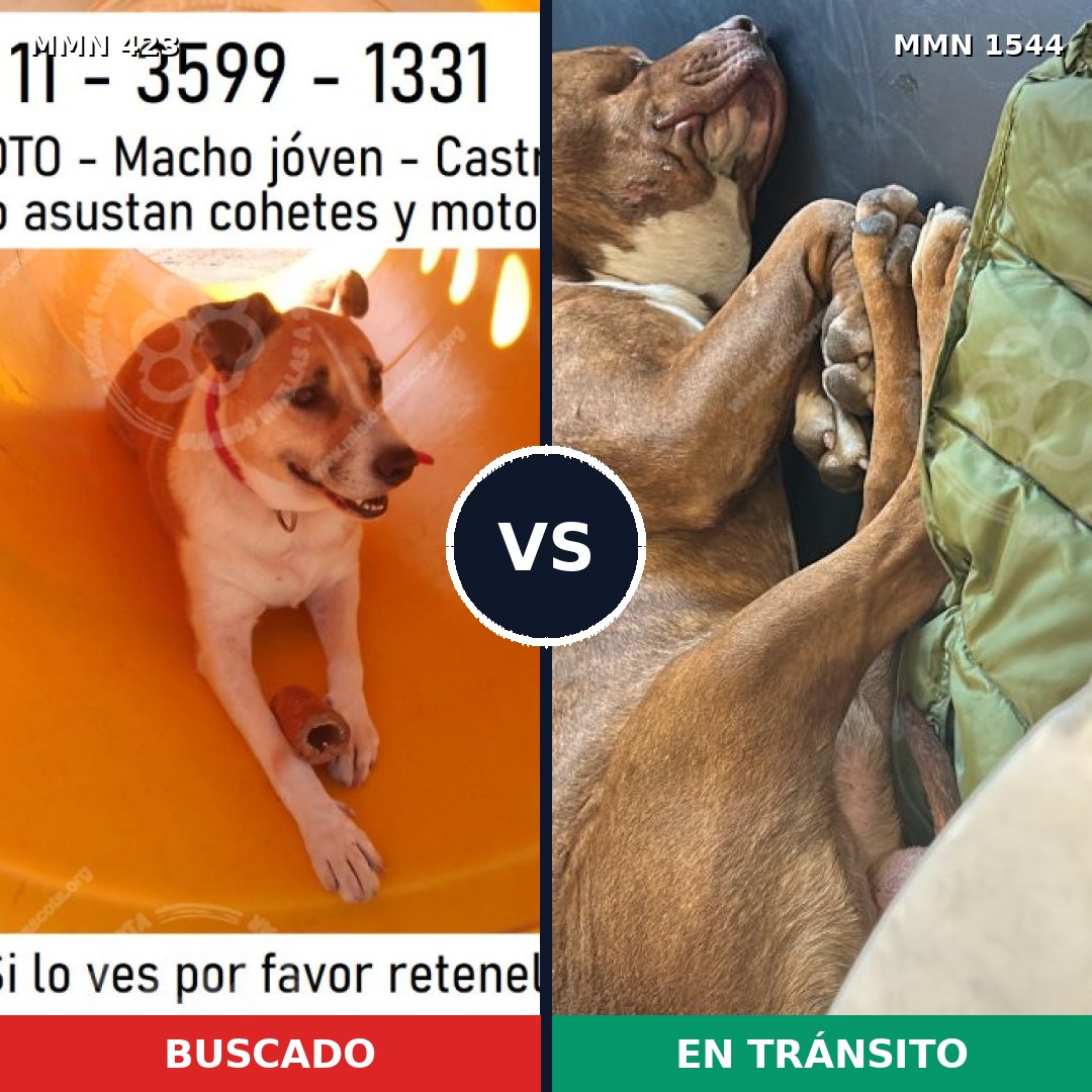 Comparativa MMS 29844: mascota perdida y mascota encontrada, 46% de similitud