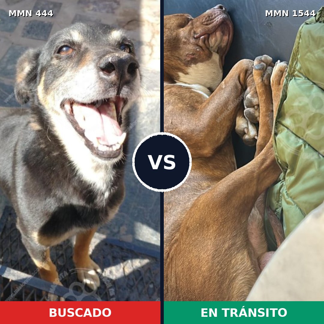 Comparativa MMS 29846: mascota perdida y mascota encontrada, 48% de similitud
