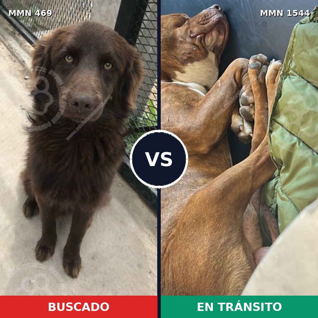 Comparativa MMS 29848: mascota perdida y mascota encontrada, 34% de similitud