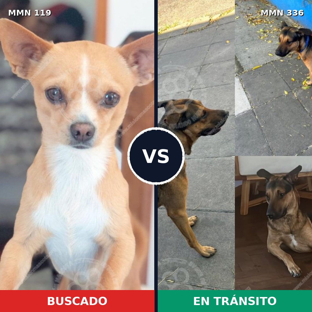 Comparativa MMS 2985: mascota perdida y mascota encontrada, 17% de similitud