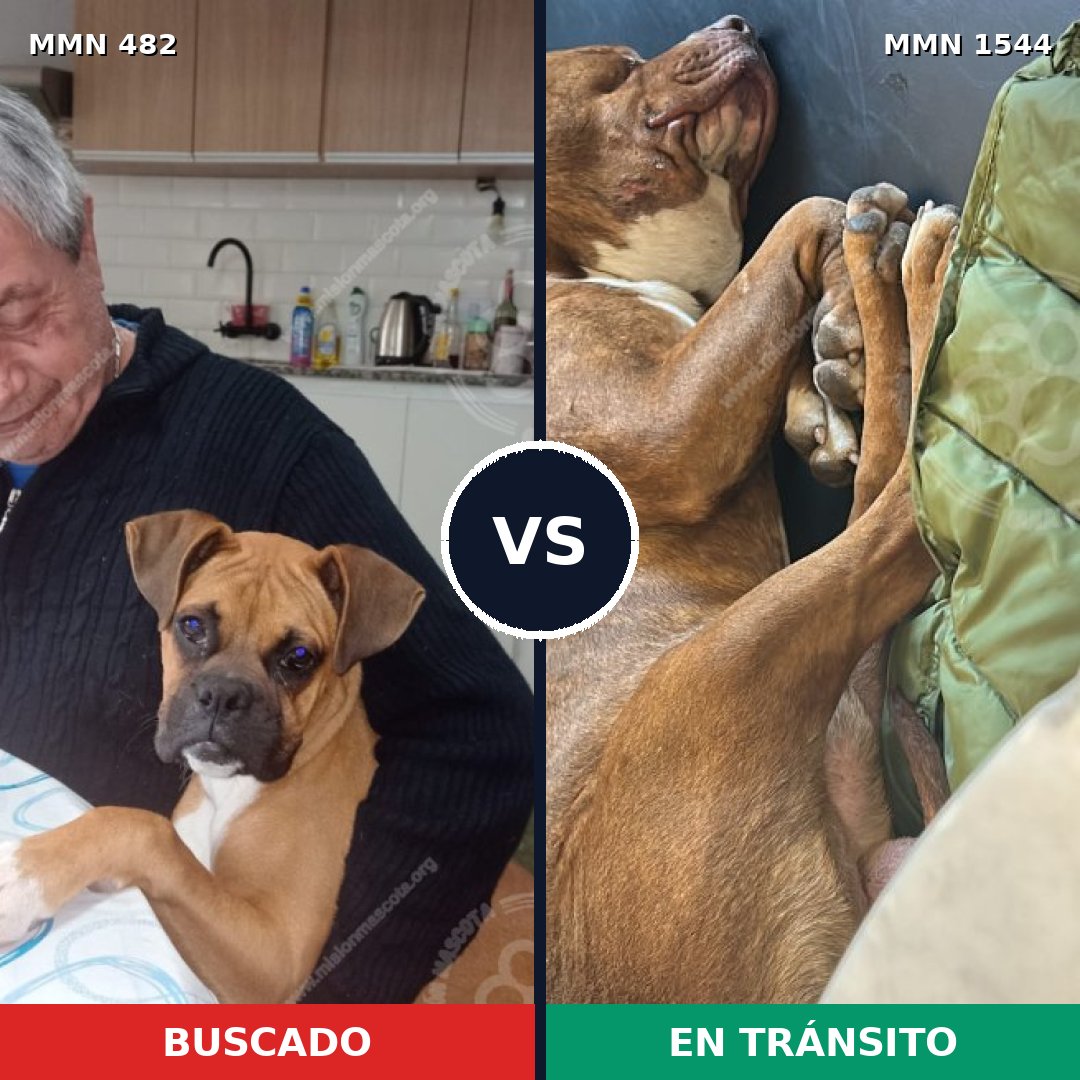 Comparativa MMS 29850: mascota perdida y mascota encontrada, 63% de similitud
