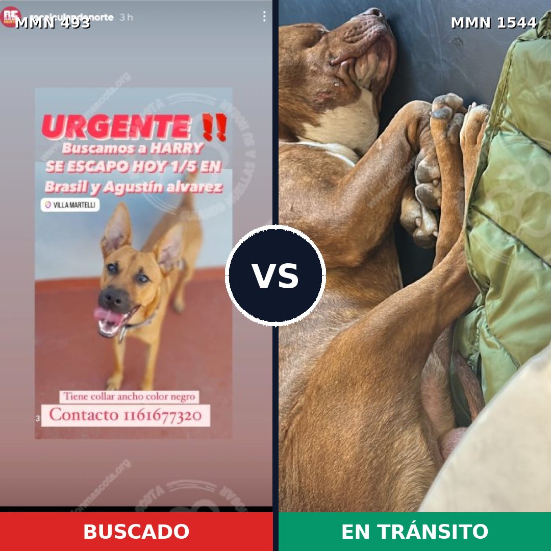 Comparativa MMS 29852: mascota perdida y mascota encontrada, 44% de similitud