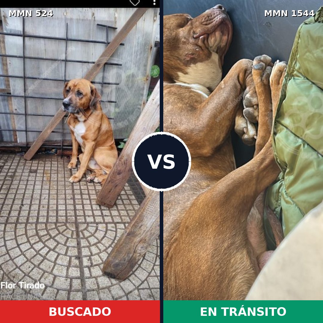Comparativa MMS 29853: mascota perdida y mascota encontrada, 50% de similitud