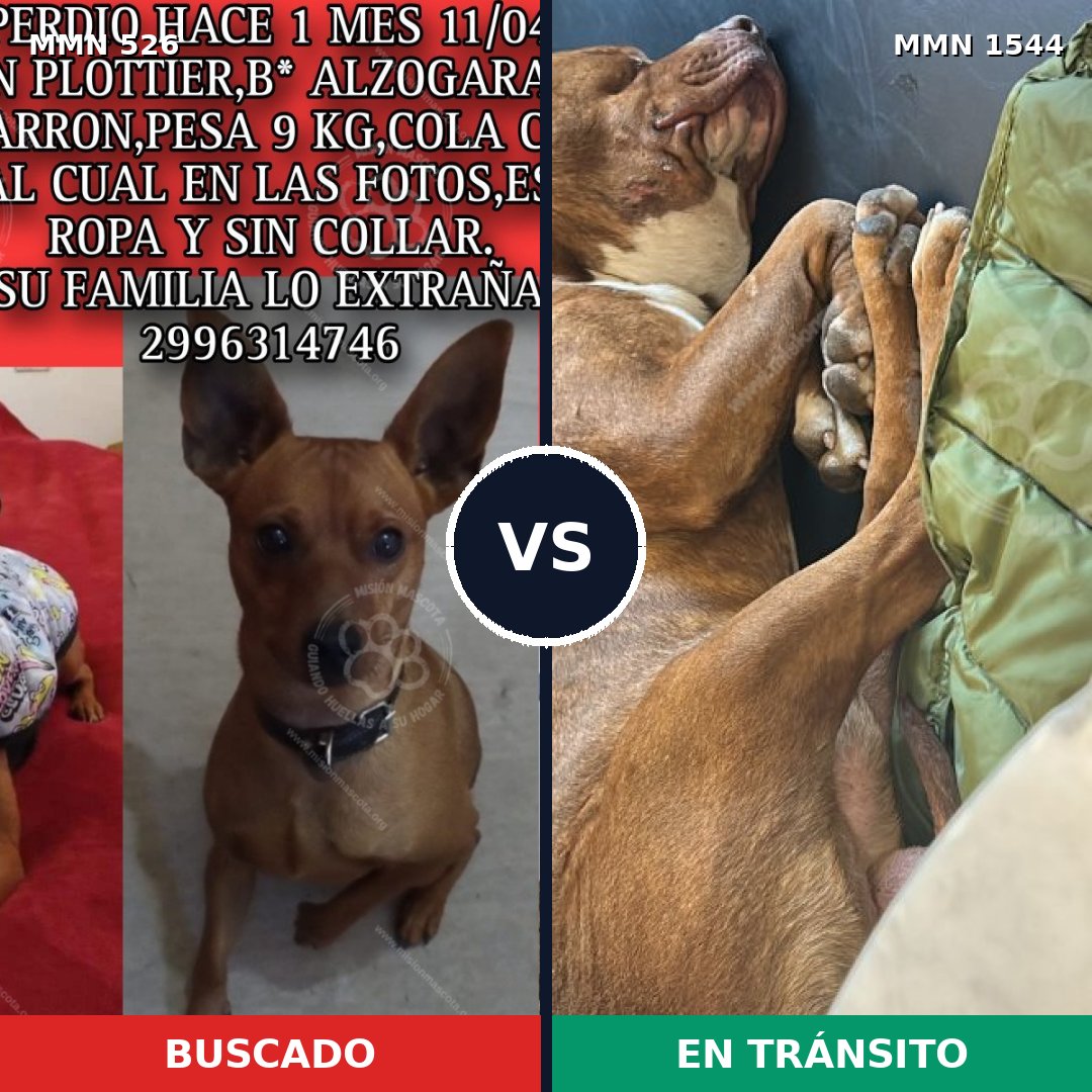 Comparativa MMS 29854: mascota perdida y mascota encontrada, 21% de similitud
