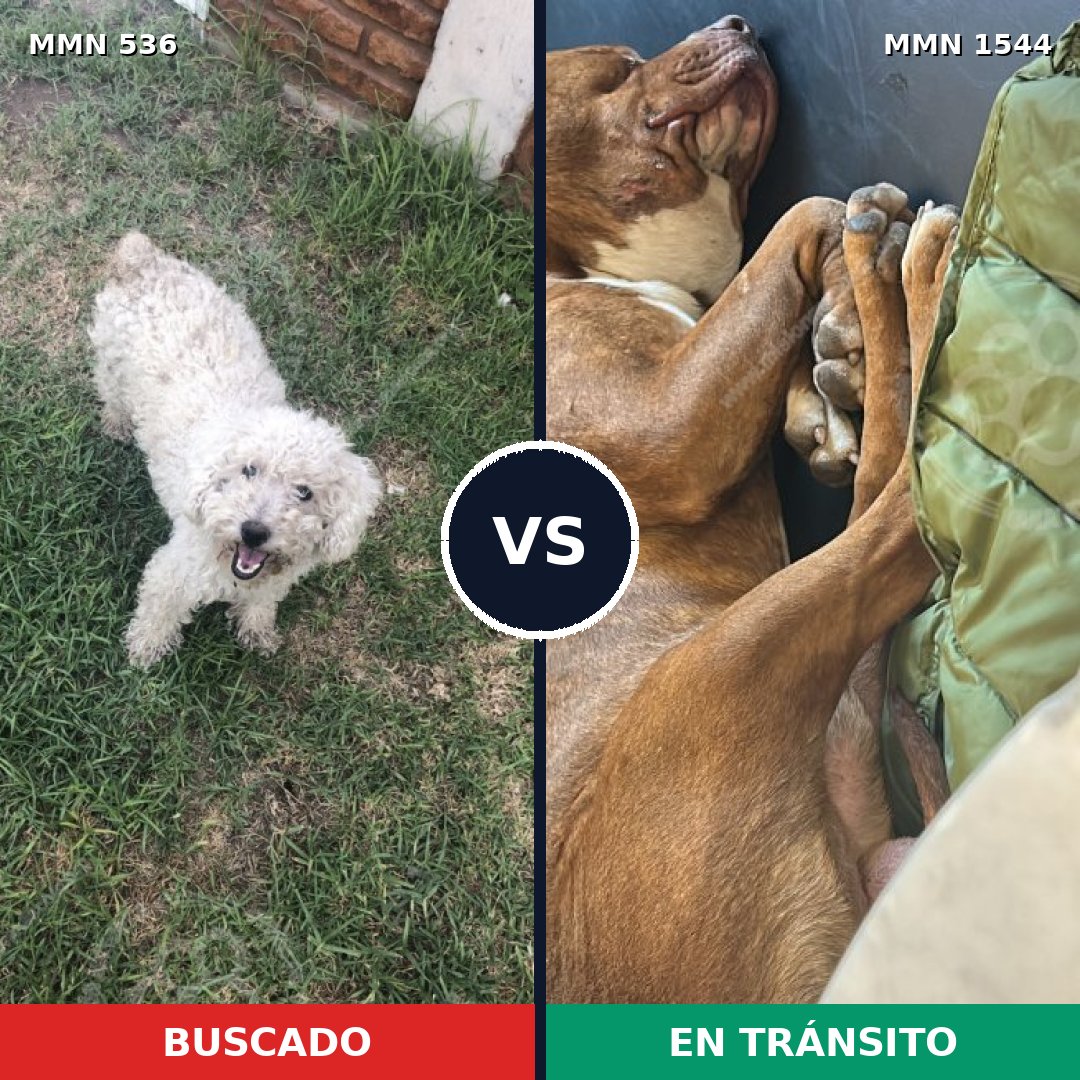 Comparativa MMS 29856: mascota perdida y mascota encontrada, 31% de similitud