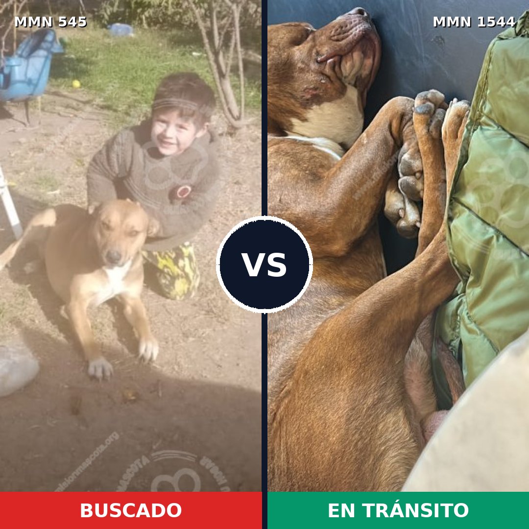 Comparativa MMS 29857: mascota perdida y mascota encontrada, 78% de similitud