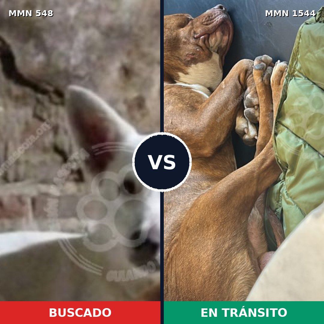 Comparativa MMS 29858: mascota perdida y mascota encontrada, 30% de similitud