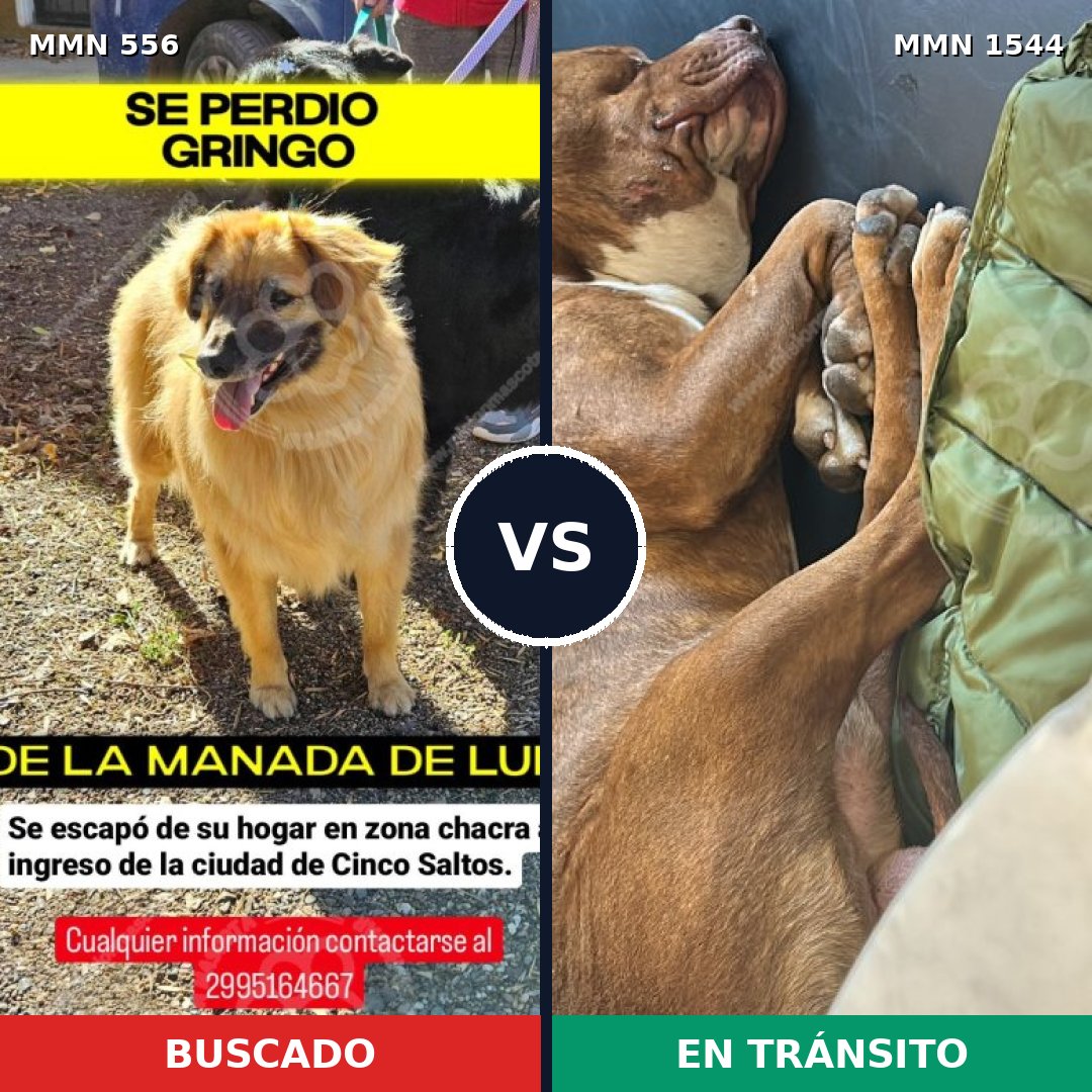 Comparativa MMS 29859: mascota perdida y mascota encontrada, 36% de similitud